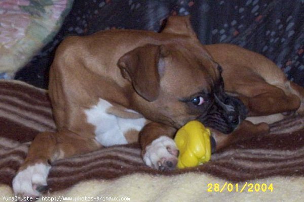 Photo de Boxer