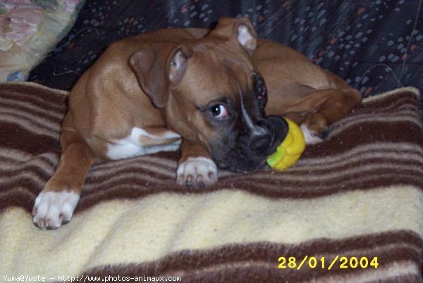 Photo de Boxer