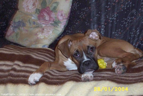 Photo de Boxer