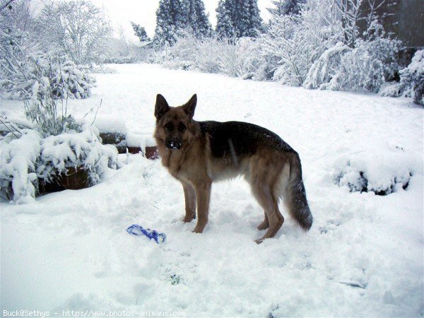 Photo de Berger allemand  poil court