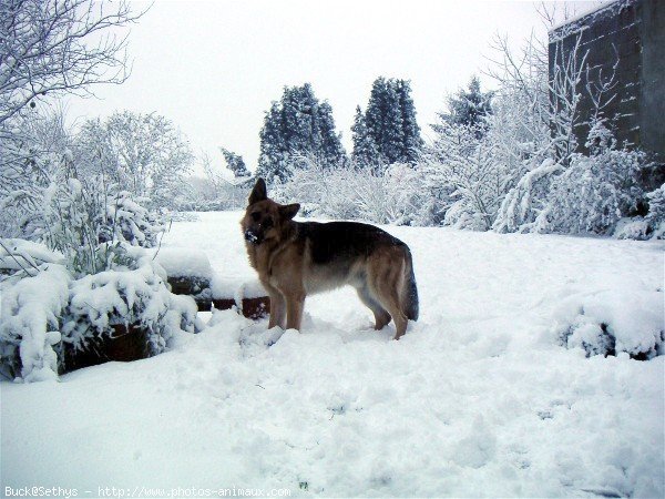 Photo de Berger allemand  poil court