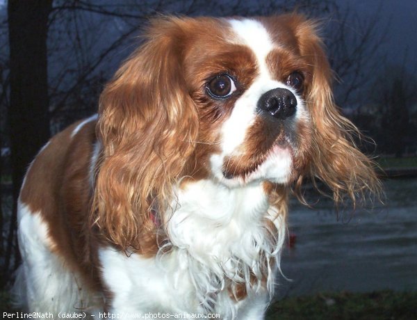 Photo de Cavalier king charles spaniel