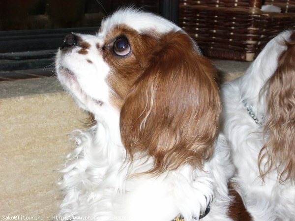 Photo de Cavalier king charles spaniel