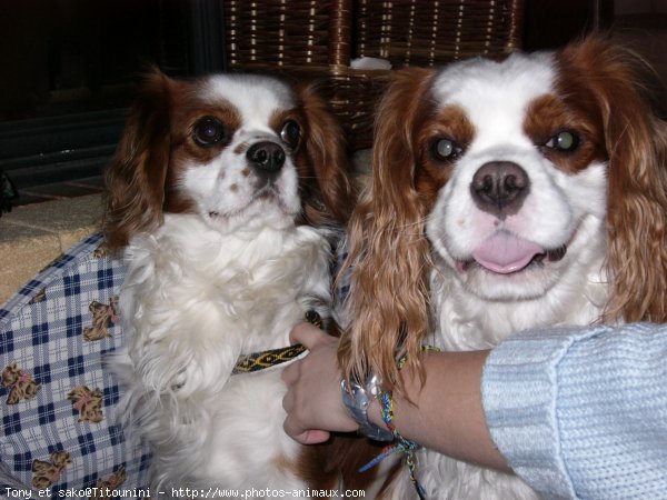 Photo de Cavalier king charles spaniel