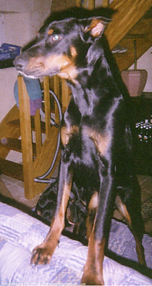 Photo de Dobermann