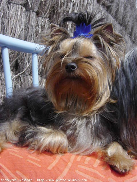 Photo de Yorkshire terrier