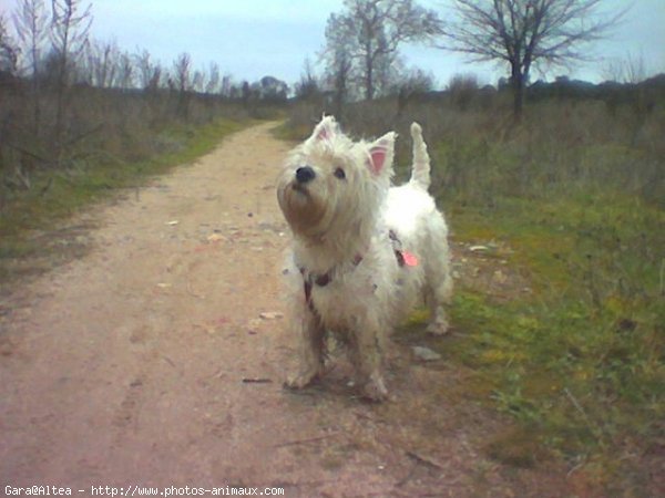 Photo de West highland white terrier