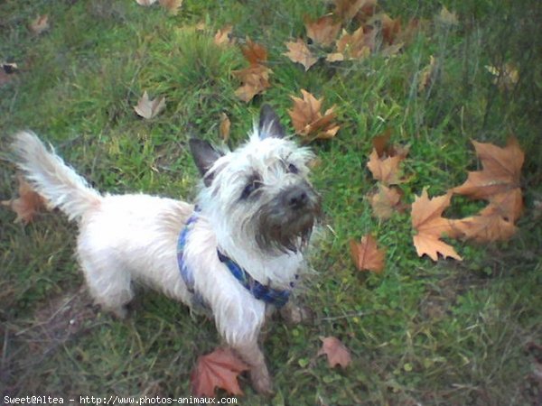 Photo de Cairn terrier