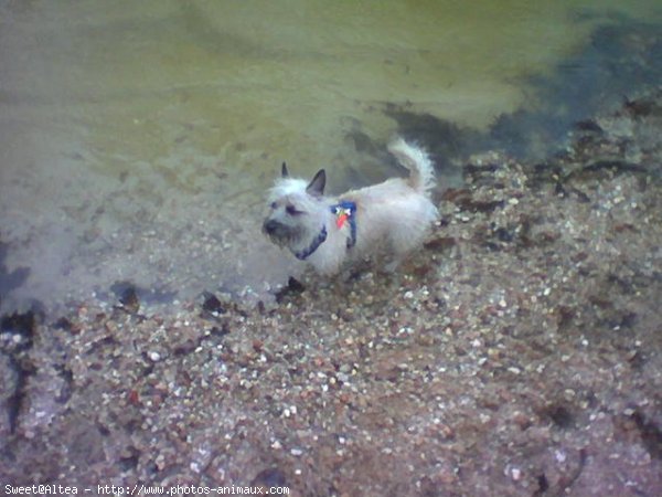 Photo de Cairn terrier