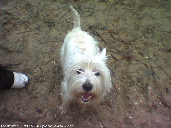 Photo de West highland white terrier