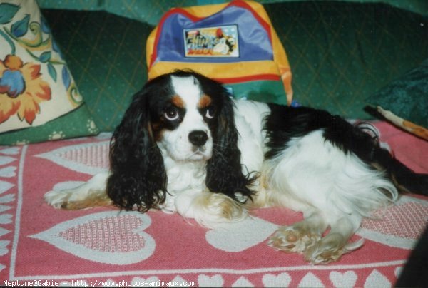 Photo de Cavalier king charles spaniel