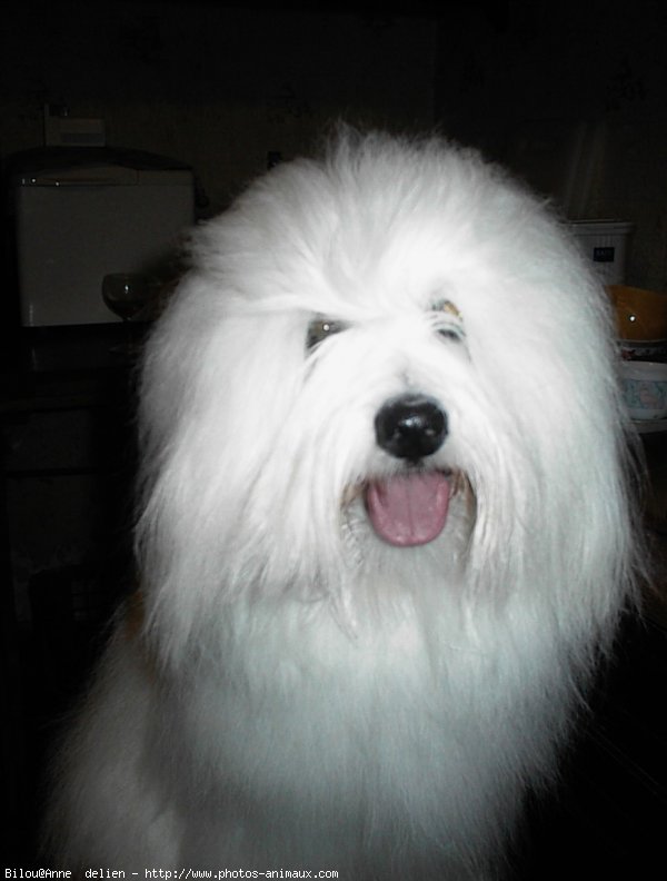 Photo de Coton de tulear