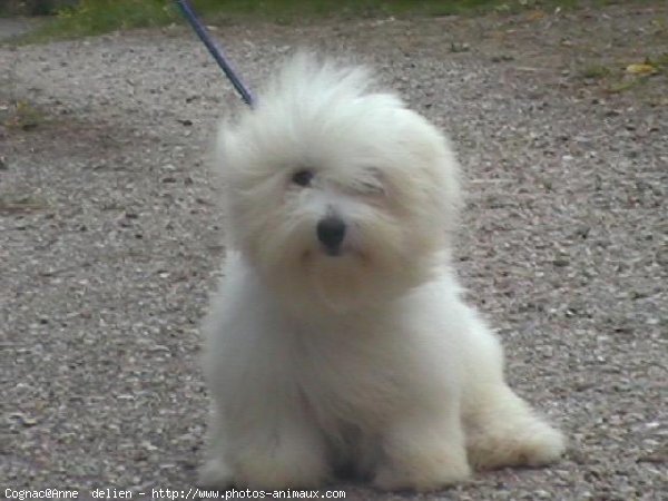 Photo de Coton de tulear