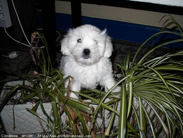 Photo de Coton de tulear