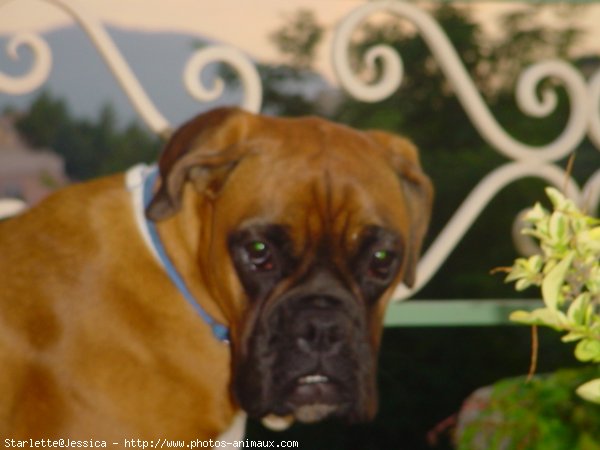 Photo de Boxer