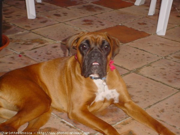 Photo de Boxer