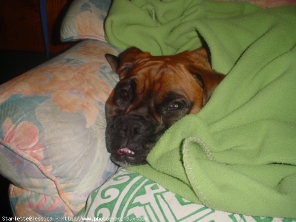 Photo de Boxer