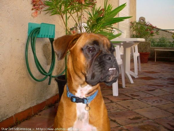 Photo de Boxer