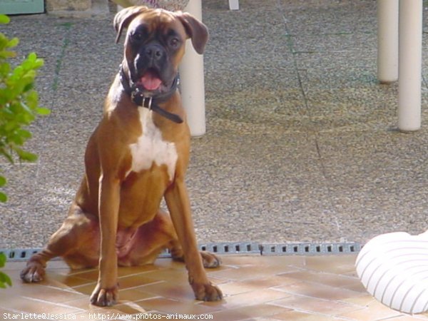 Photo de Boxer