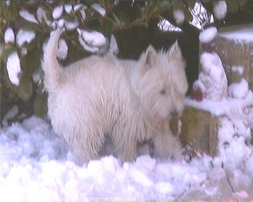 Photo de West highland white terrier