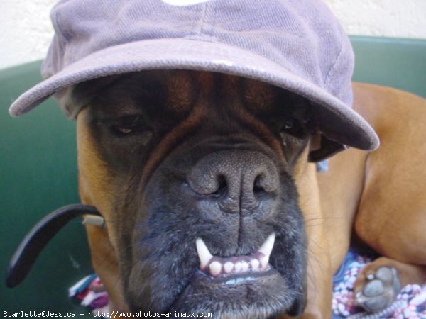 Photo de Boxer