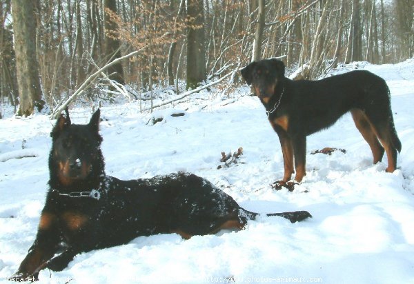 Photo de Berger de beauce