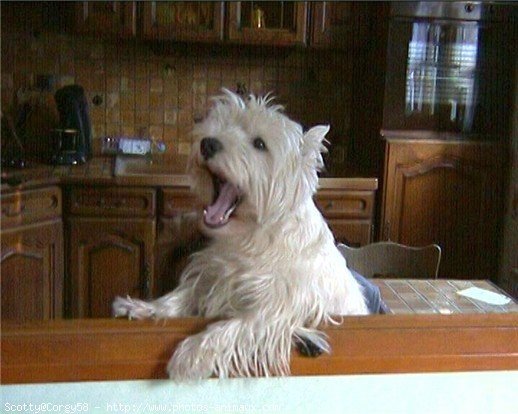 Photo de West highland white terrier