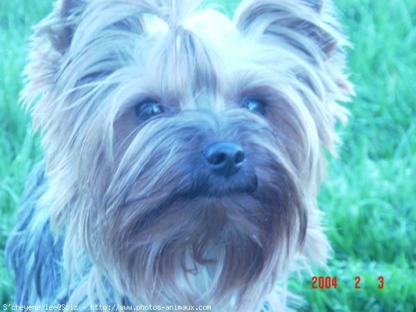 Photo de Yorkshire terrier