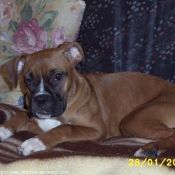 Photo de Boxer