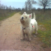 Photo de West highland white terrier