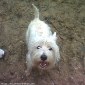 Photo de West highland white terrier