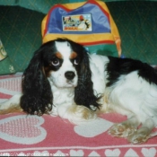 Photo de Cavalier king charles spaniel