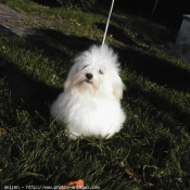 Photo de Coton de tulear