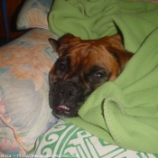 Photo de Boxer