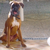 Photo de Boxer