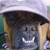 Photo de Boxer