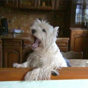 Photo de West highland white terrier