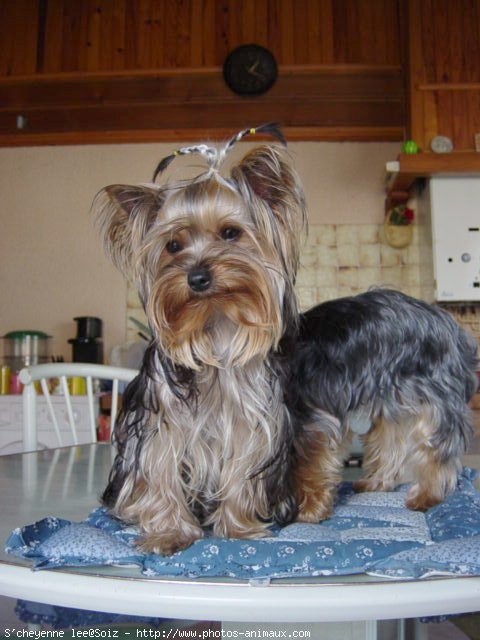 Photo de Yorkshire terrier