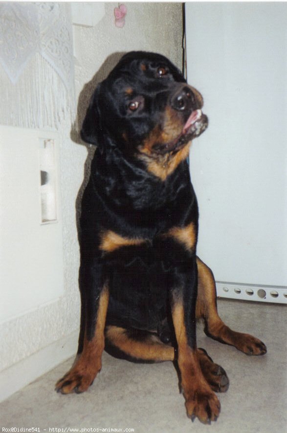 Photo de Rottweiler