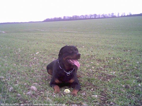 Photo de Rottweiler