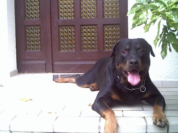 Photo de Rottweiler