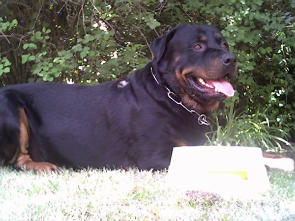 Photo de Rottweiler