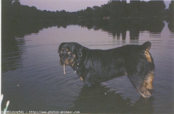 Photo de Rottweiler