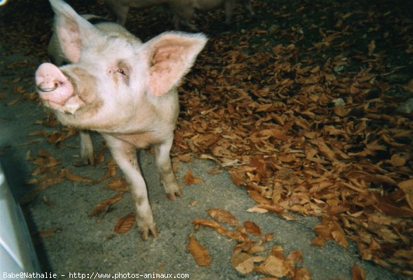 Photo de Cochon