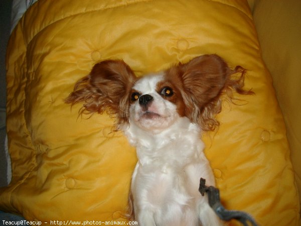 Photo de Cavalier king charles spaniel