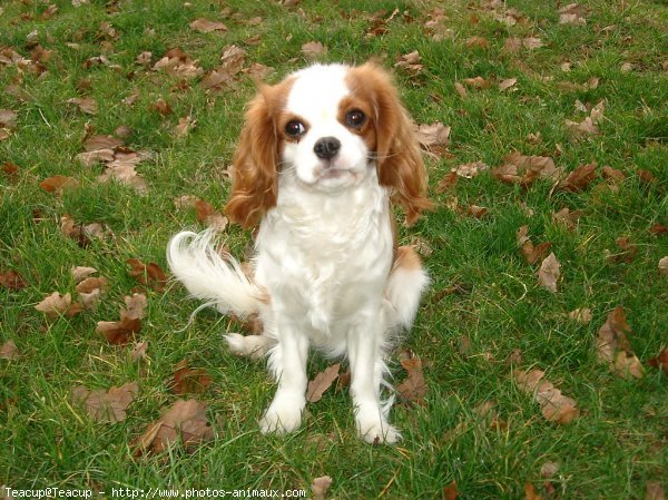 Photo de Cavalier king charles spaniel