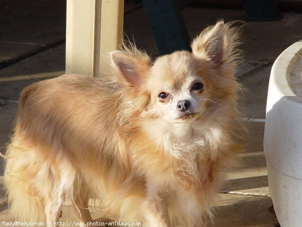 Photo de Chihuahua  poil court