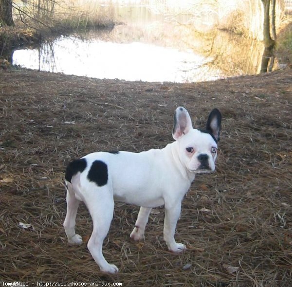 Photo de Bouledogue franais