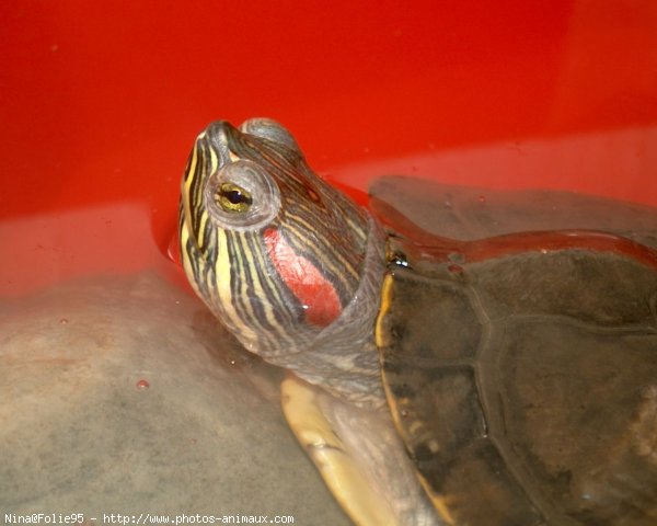 Photo de Tortue