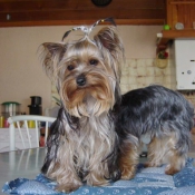 Photo de Yorkshire terrier